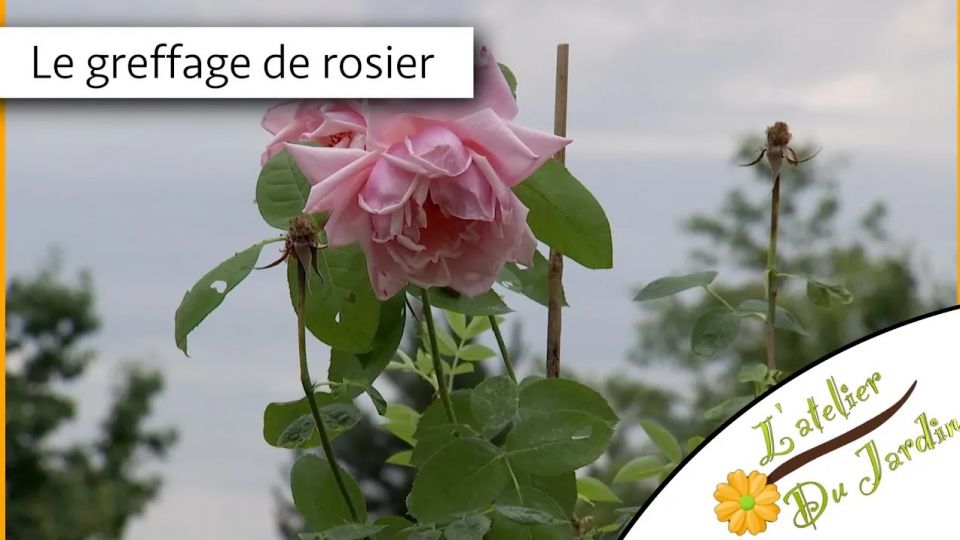 Atelier du jardin : Le greffage de rosier