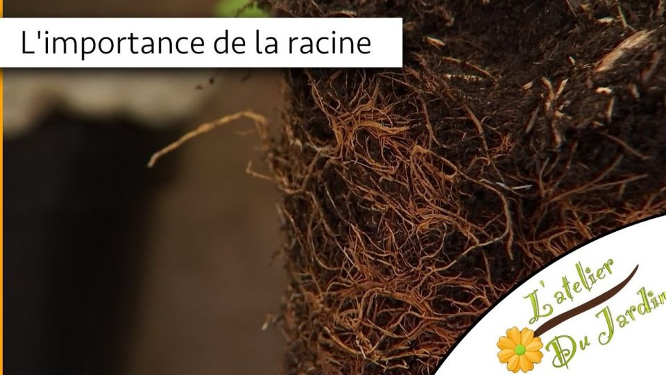 Atelier du jardin : L'importance de la racine