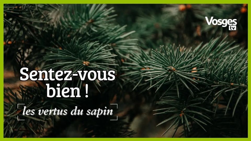Sentez-vous bien ! Les vertus du sapin