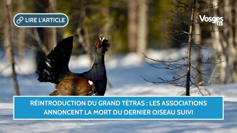 Réintroduction du Grand Tétras : les associations annoncent la mort du dernier oiseau suivi