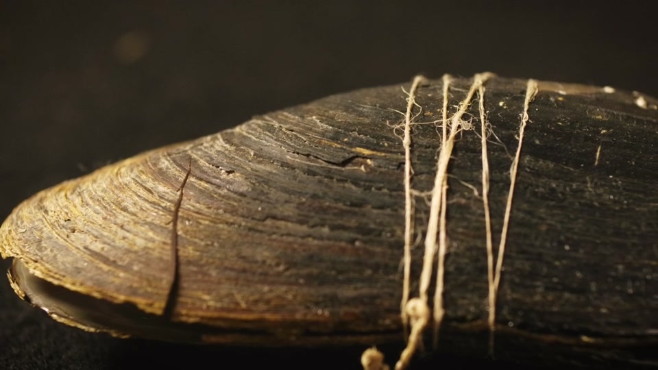 Documentaire : Les perles de la Vologne de Hippolyte Burkhart-Uhlen